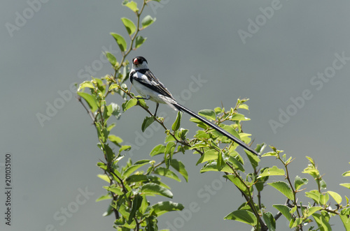 Veuve dominicaine, mâle,Veuve dominicaine,.Vidua macroura, Pin tailed Whydah, Afrique du Sud.Vidua macroura, Pin tailed Whydah, Afrique du Sud photo