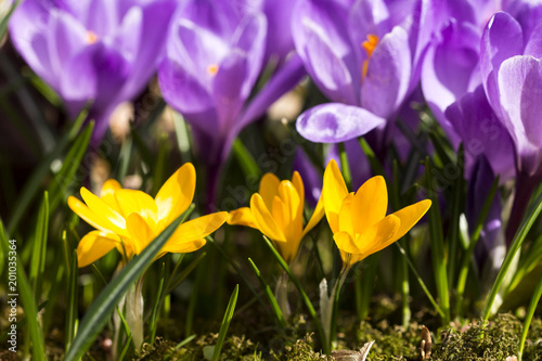 Beautiful spring flowers, purple and yellow crocuses 