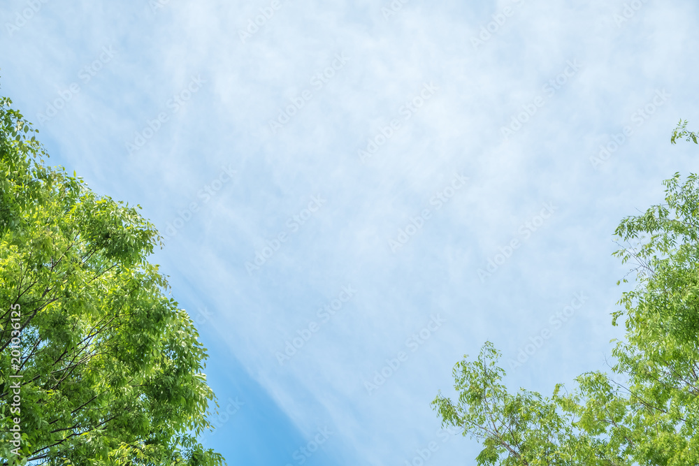 Obraz premium 新緑