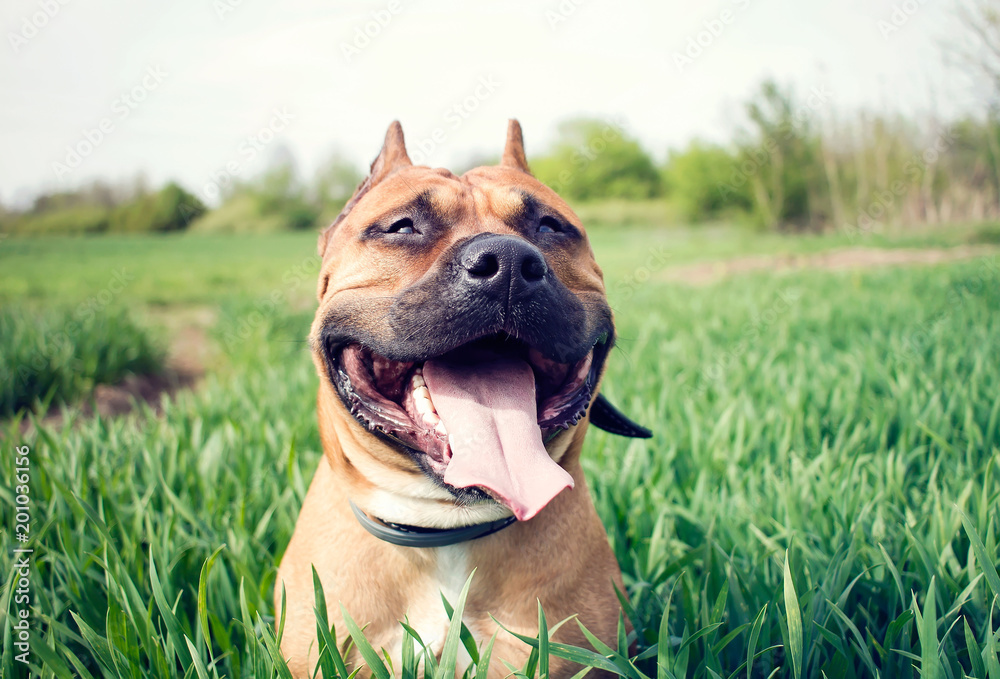 Young american staffordshire terrier on a grassy meadow