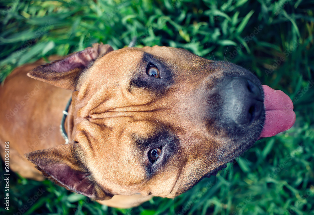 Young american staffordshire terrier on a grassy meadow looking up