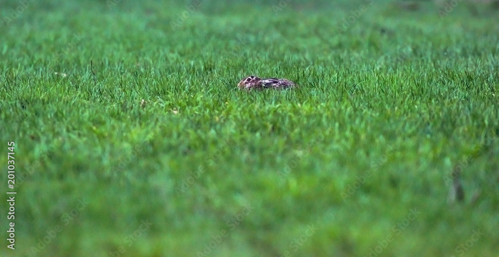 Alert european hare with flattened ears lying down in grass. Alert european hare with flattened ears lying down in grass.