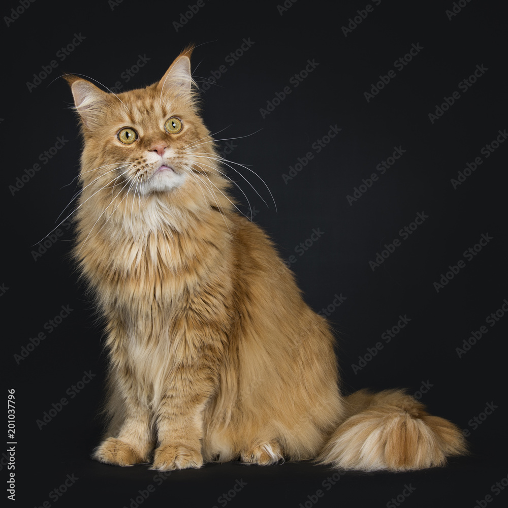 Big red adult yawning Maine Coon cat sitting side ways isolated on black background big tail around body and looking up
