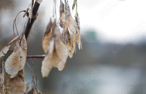 Dry autumn seed scales leaves with dew on the bare branches of tree. Natural background and real forest texture. Пrey morning or evening in the november park. photo