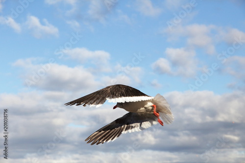 Gaviota austral volando sobre el canal de Beagle, en Ushuaia Patagonia Argentina photo
