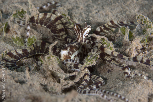 The mimic octopus (Thaumoctopus mimicus). Picture was taken in the Banda sea, Ambon, West Papua, Indonesia © Oksana