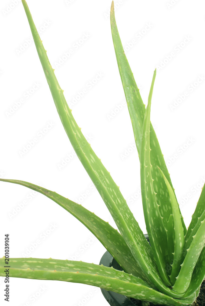 Aloe vera  (isolated on white and clipping path)