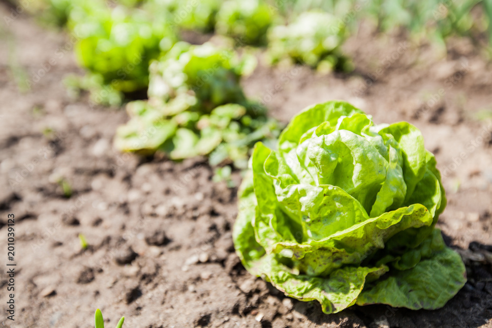 Organic Green Lettuce Vegetable Organic Green Lettuce Vegetable
