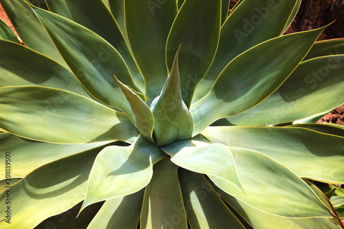 closeup of a blue agave