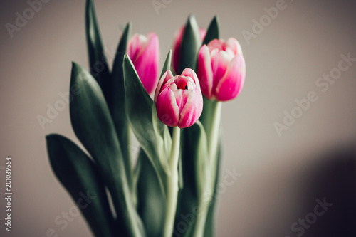 Schlichter Strauß Tulpen vor neutralem Hintergrund