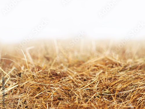 Horizontally bales of cereal straw on white background, agricultural background, close-up. Feed and litter for cows, horses, goats and sheeps