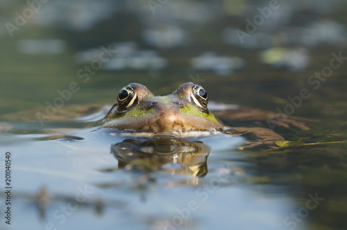 frog in water, close-up, expressive eyes