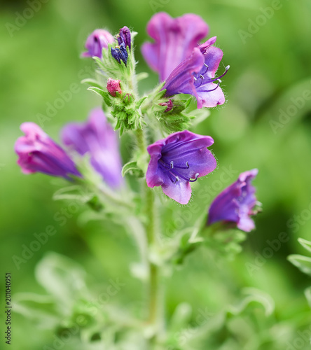 Beautiful flowers on the Aeolian islands, Sicily, Italy
 photo