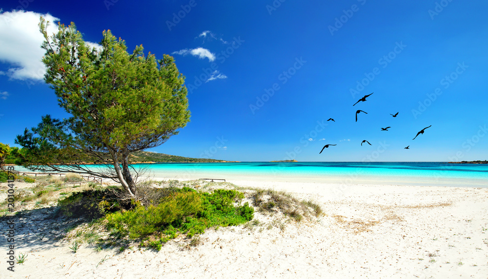 Pinien, weißer Sand und blaues Meer