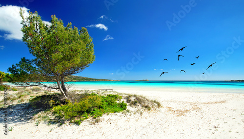 Pinien, weißer Sand und blaues Meer © Jenny Sturm