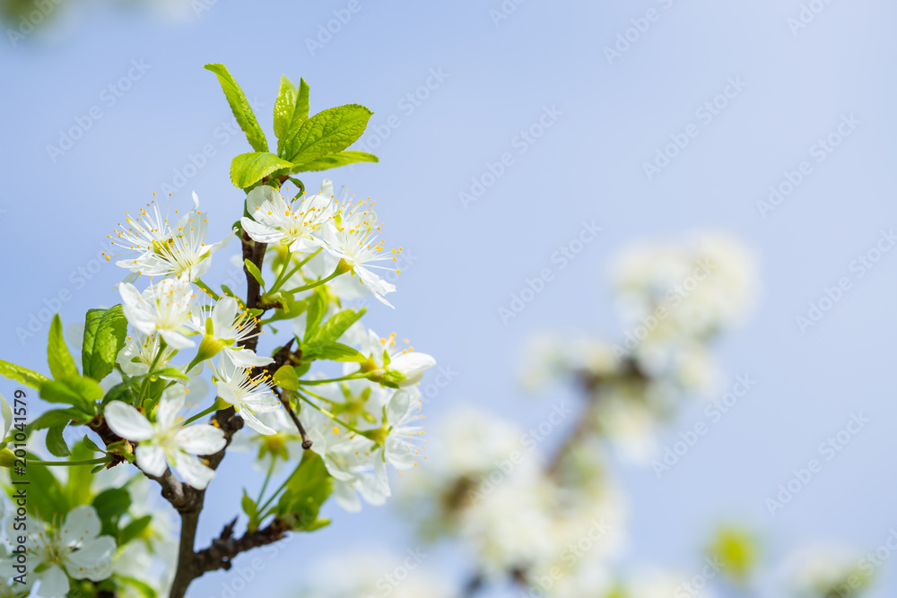 flowered plum branch with white flowers and blue sky background flowered plum branch with white flowers and blue sky background