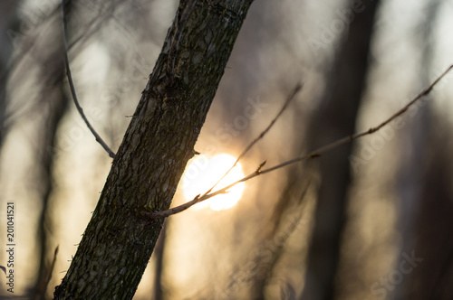 Sunset through the branches of trees in the forest