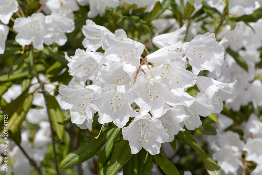 Obraz premium シャクナゲ