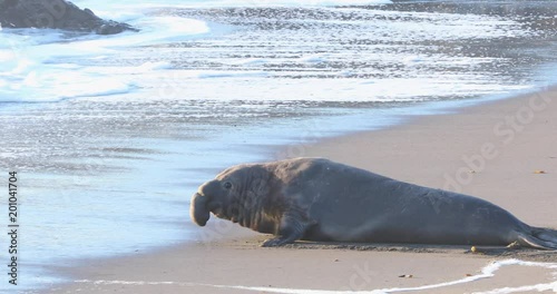 Male Elephant Seal California