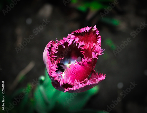 Garden Tulip 