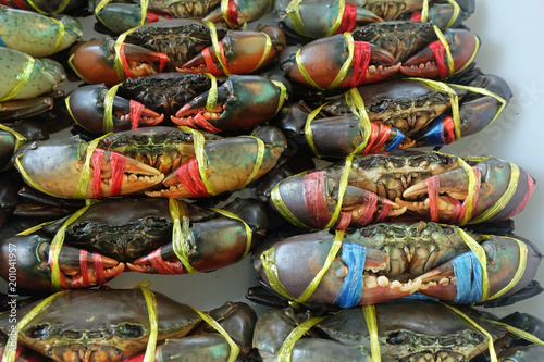 fresh Crabs are tied and row for sale at Seafood local Market in Chonburi, Thailand