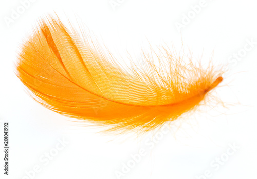 Beautiful orange feather on white background