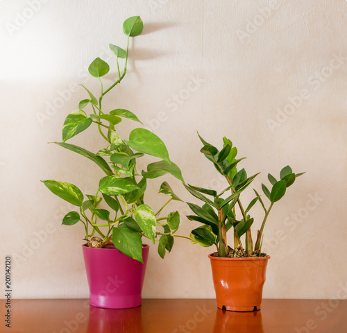 House plant, potted plant, green plant on wooden table indoor internal house with copy space background.
