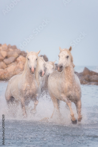 Beautiful white horses run gallop in the water at sunset  National park Camargue  Bouches-du-rhone department  Provence - Alpes - Cote d Azur region  south France. Vertical image