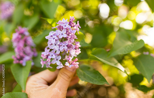 Lilac flowers in a hand on a tree