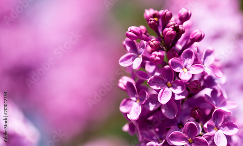 Lilac flowers on a tree in spring