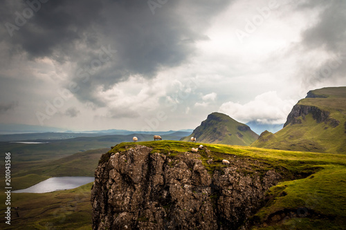 Sheep On Cliff - Quiraing - Highlands, Scotland