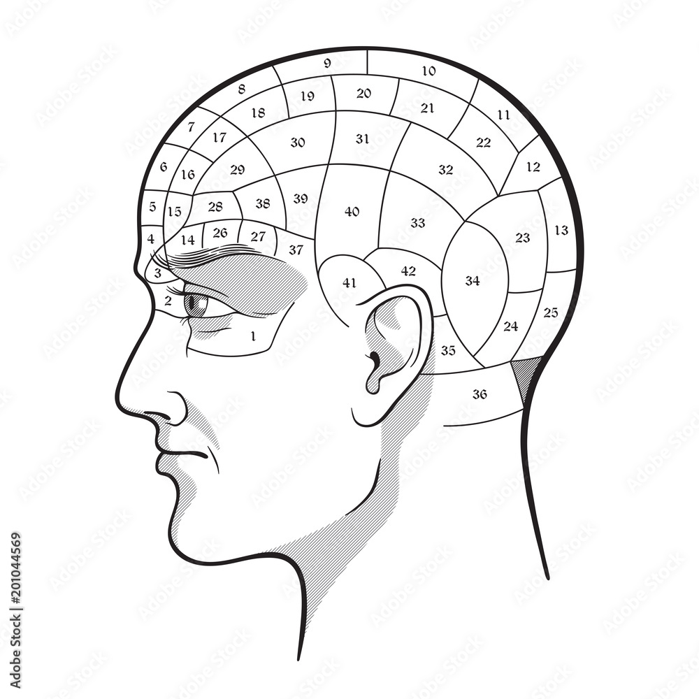 Phrenology retro pseudoscience poster or print design isolated hand