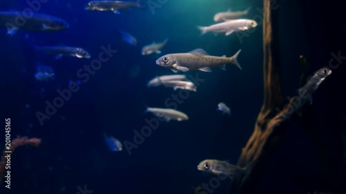 Haracin fishes swim in large aquarium indoors. They continuously scurry along transparent container with dim lighting and clean fresh water, actively shaking with silver fins. Agile aquarium photo