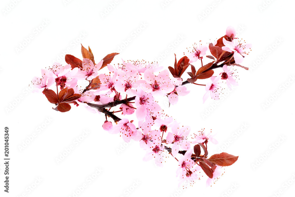 Cherry blossom. Pink spring flowers.
