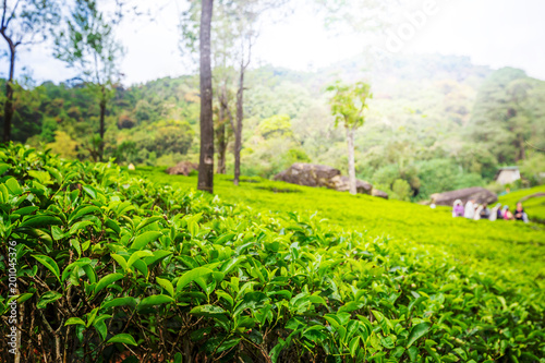 Green plantation of Ceylon tea.