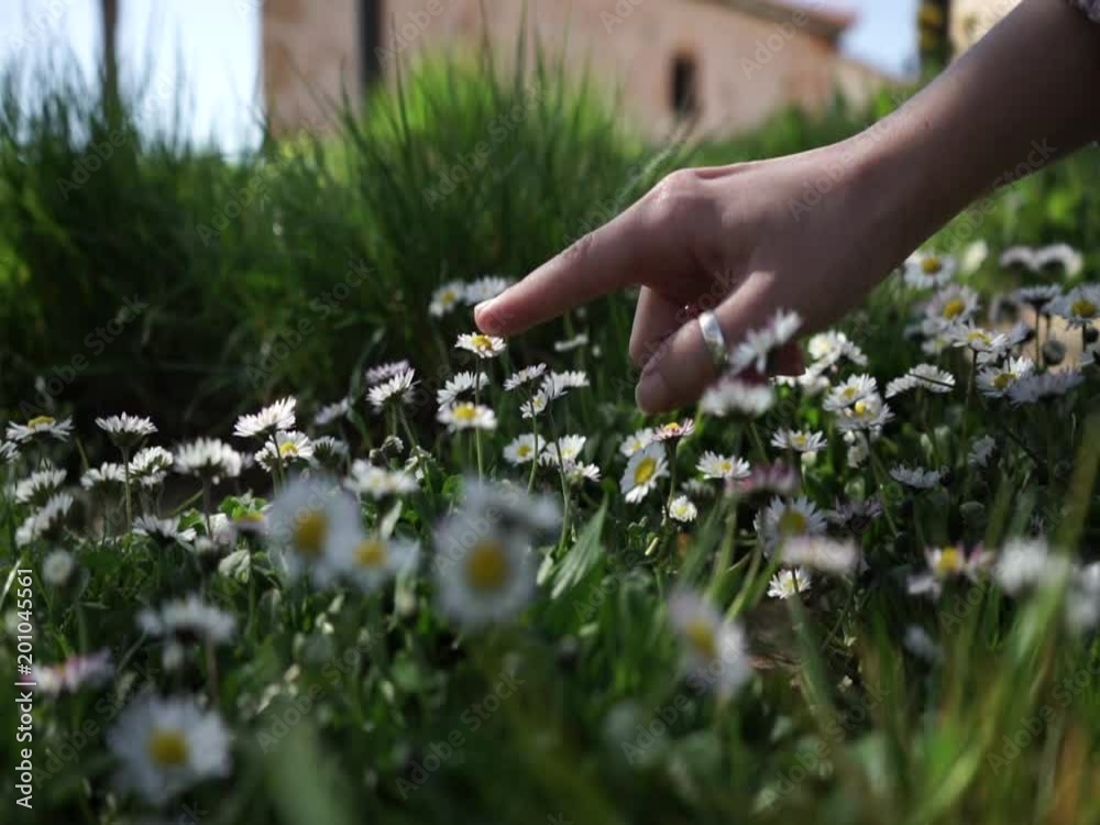 Mano de una mujer tocando unas margaritas que crecen en primavera 