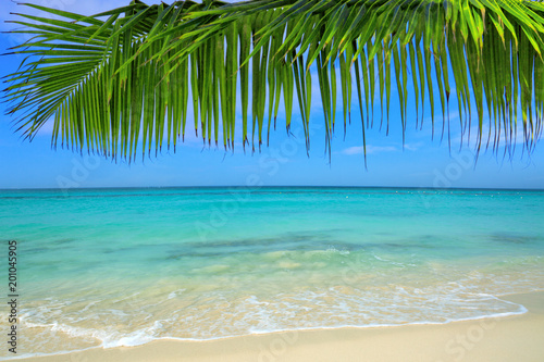 Caribbean sea and palm leaves .