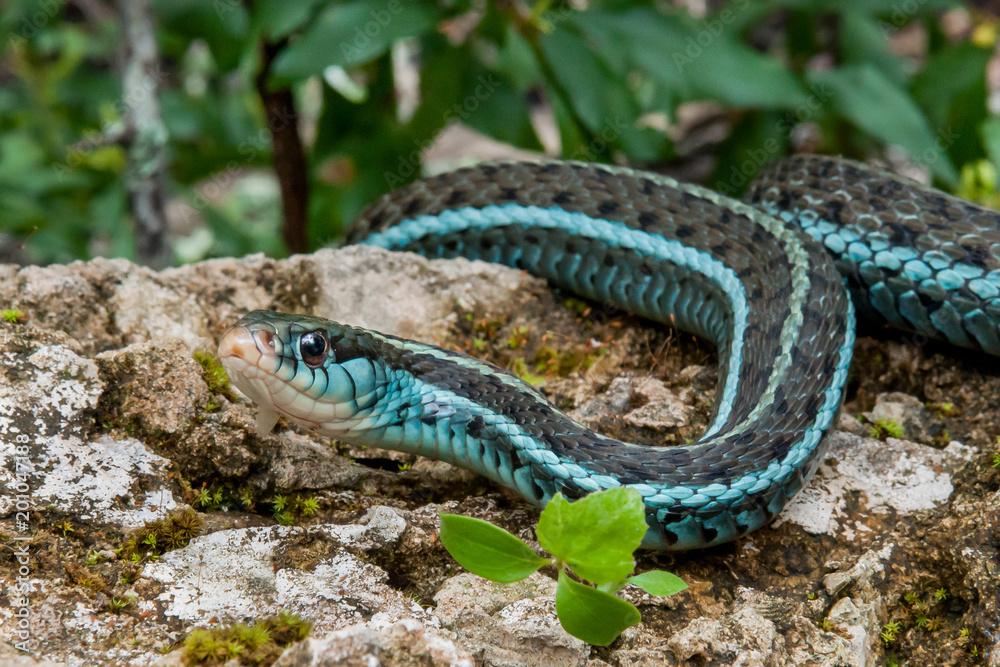 Naklejka premium Bluestripe Garter Snake (Thamnophis sirtalis similis)