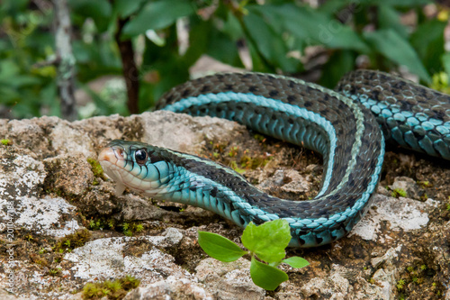 Bluestripe Garter Snake (Thamnophis sirtalis similis)