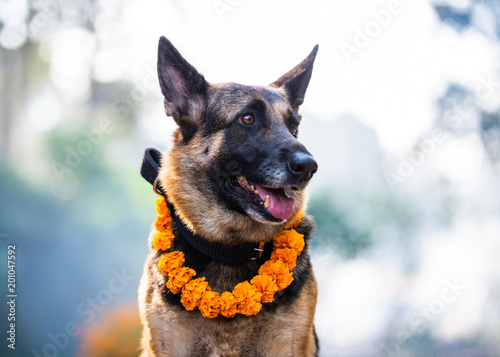 Fototapeta Naklejka Na Ścianę i Meble -  German shepherd with a marigold garland being worshiped during Kukur Tihar (dog Deepawali) in Kathmandu, Nepal