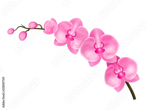 Realistic Detailed 3d Flower Orchid. Vector