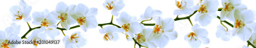 Orchid branch with flowers
