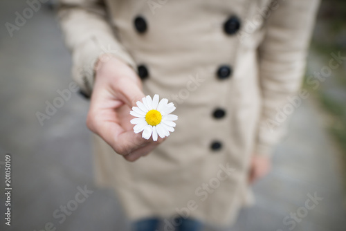 マーガレットの花を差し出す女性の手 Stock Photo Adobe Stock マーガレットの花を差し出す女性の手 Stock Photo Adobe Stock