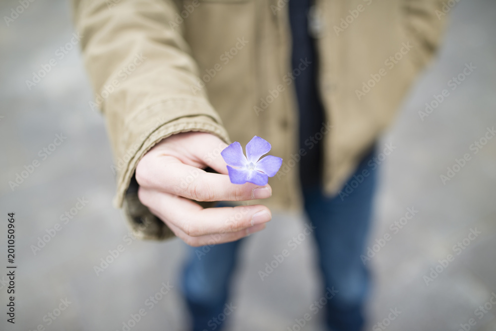 菫の花を差し出す男性の手 Stock Photo Adobe Stock