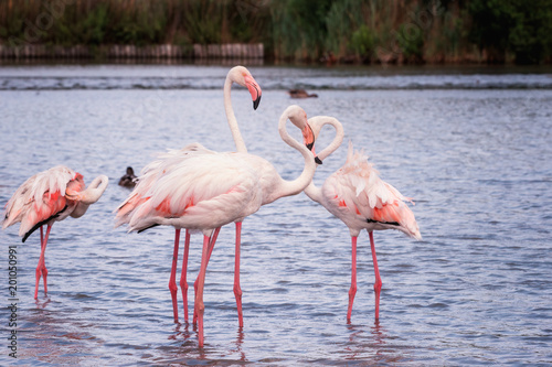 Pink flamingo  birds in the wild nature  ornitological park Pont de Gau  Camargue  south France