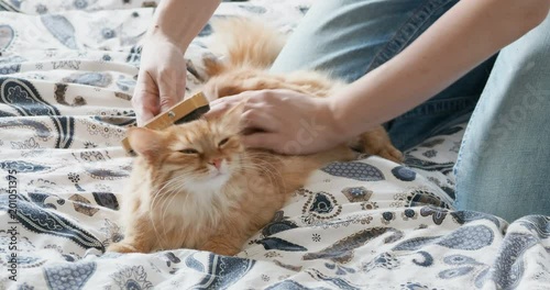Woman combs a cute ginger cat fur. Fluffy pet frowning of pleasure.