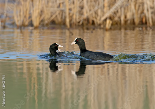 The male Eurasian coot chases the female in the water during the breeding season © VOLODYMYR KUCHERENKO