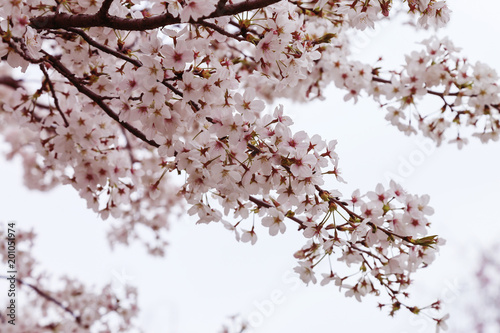Blooming cherry tree branch