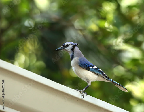 Majestic blue jay bird perched on a white metal gutter