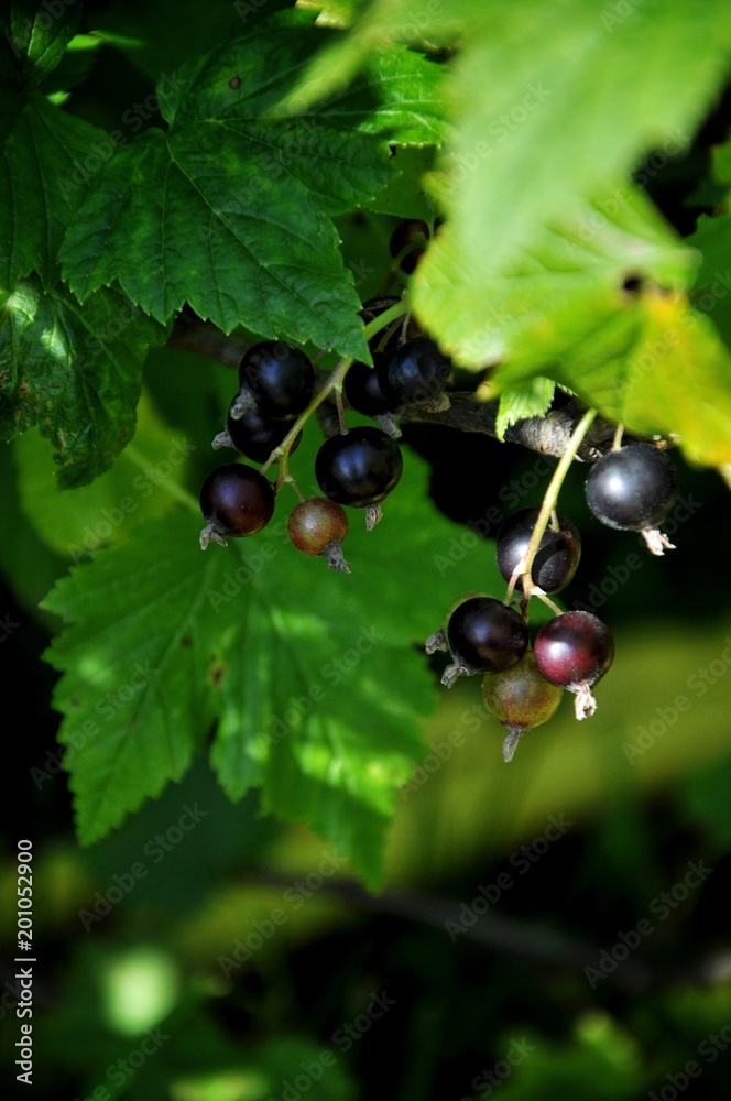 Black currant bush with berries in a green garden Black currant bush with berries in a green garden